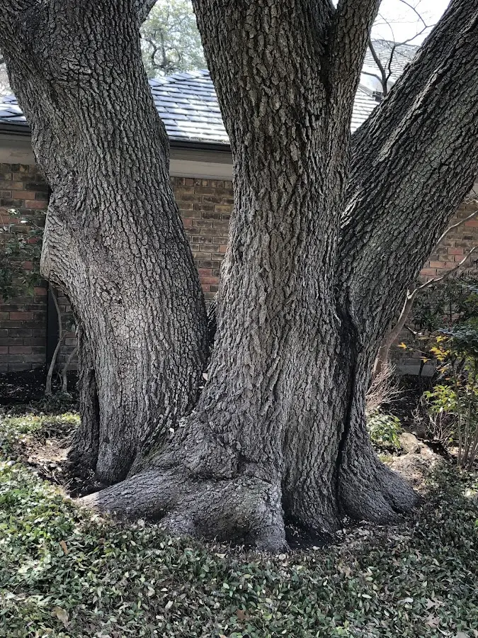 Mature heritage tree close to a Lady Lake property cared for by certified arborists